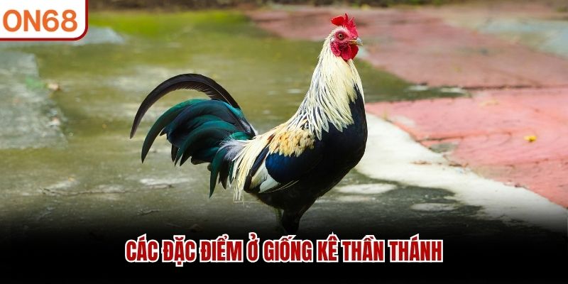 Các đặc điểm ở giống kê thần thánh