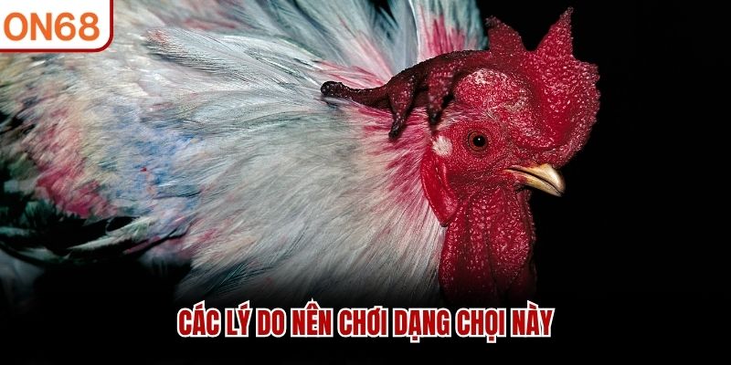 Các lý do nên chơi dạng chọi này