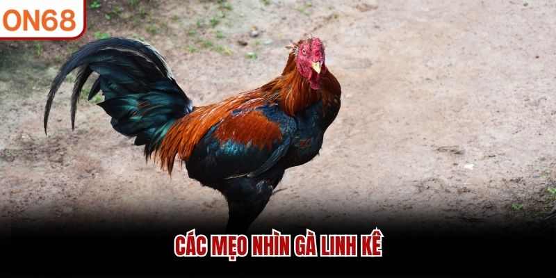 Các mẹo nhìn gà linh kê