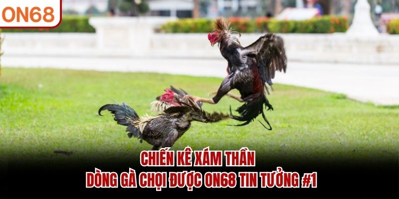 Chiến Kê Xám Thần