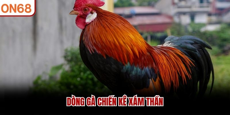 Dòng gà chiến kê xám thần